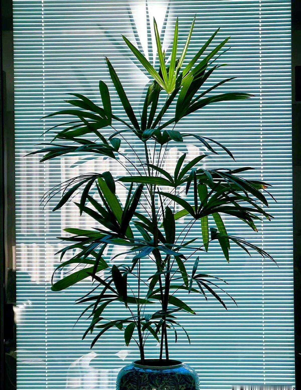 我们老家的教师编也开始缩编了。我妈妈说她所在小学超编8人。但是图书馆只有一个