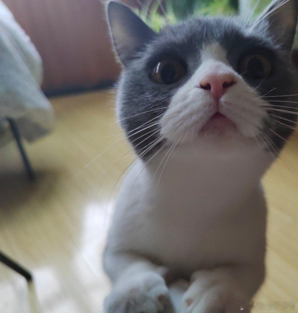 我一想怕猫，但是也有被猫猫萌翻的时候[大笑]​​​