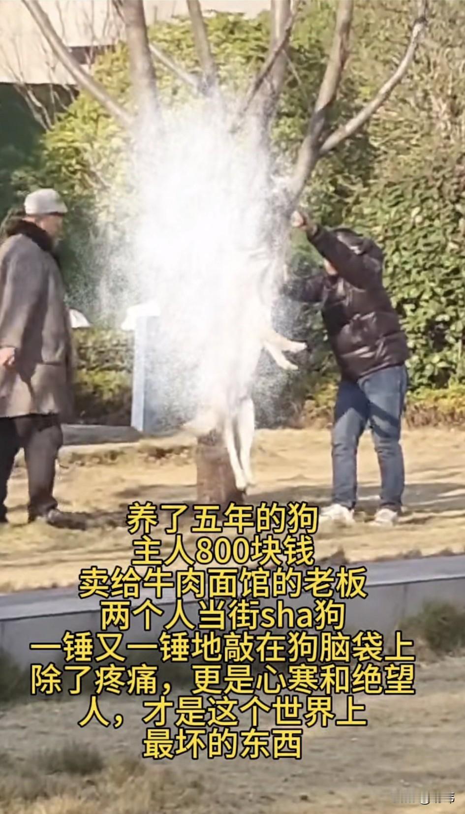 太残忍了！这是什么样的主人，喂了800块钱居然把养了五年的狗狗卖给了牛肉馆的老板
