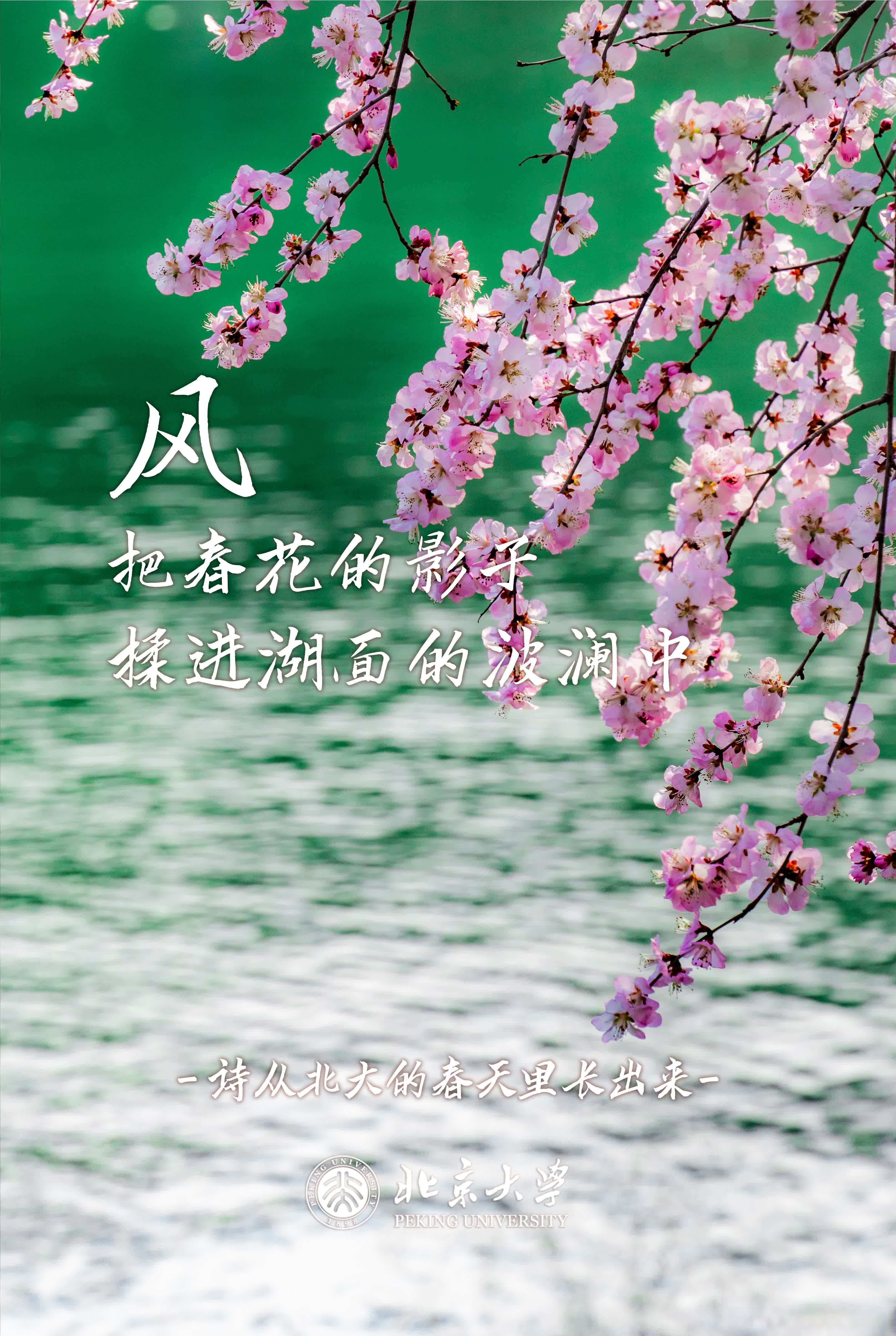 风把春花的影子揉进湖面的波澜中（摄影：肖康明，文案：炸毛球）