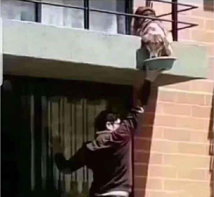 家里的狗狗饿得不停的哼叫着。这段时间以来，全凭楼下这位热心邻居，每天冒着高空危险