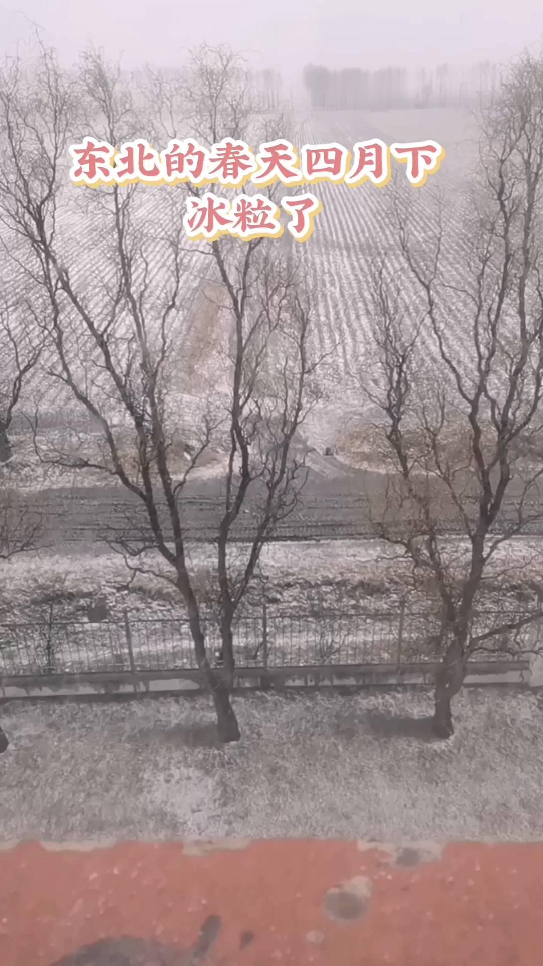 东北的春天四月下，冰粒了。