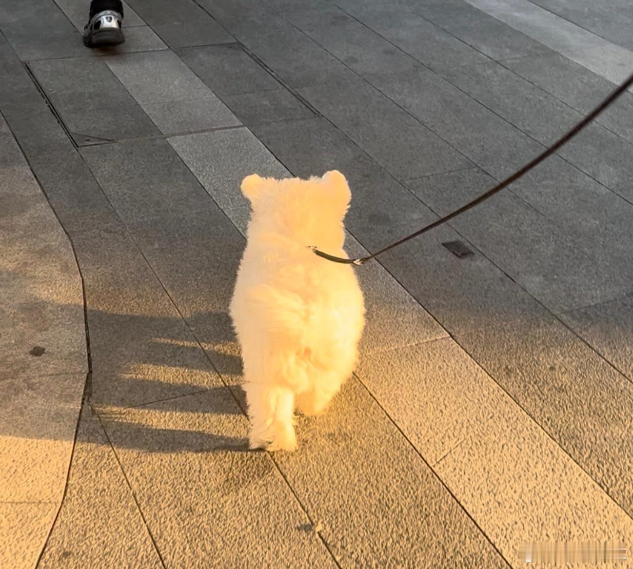 我家小狗也太可爱了，就像一块棉花糖，走在路上好多小姐姐说可爱西高地萌宠​​​