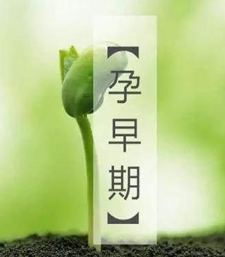 孕期肚子疼是胎停育? 胎停育都有什么症状