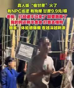 终于能光明正大偷甘蔗了，偷甘蔗9.9元，不小心被抓却要付15.9元了！甘蔗地