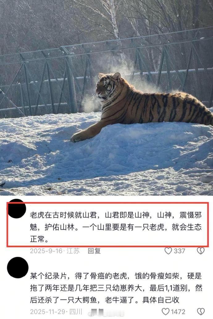 冷知识……纯阳之体老虎🐯