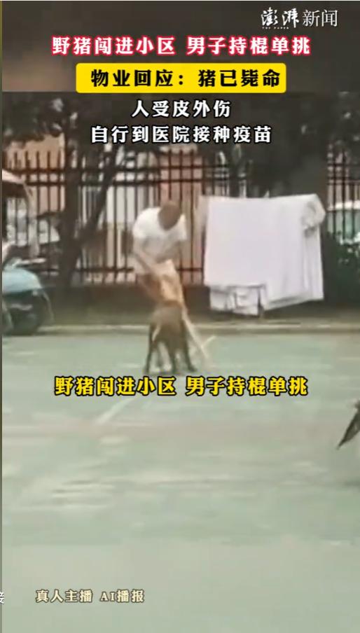 “太生猛了！”近日，浙江杭州某小区业主群里炸了锅——一头两百多斤的野猪横冲直撞