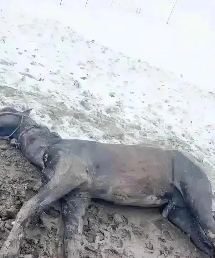 气候怎么了？表现异常，5月份内蒙降大雪，多只马匹被冻死！5月22日晚，朋友的老家