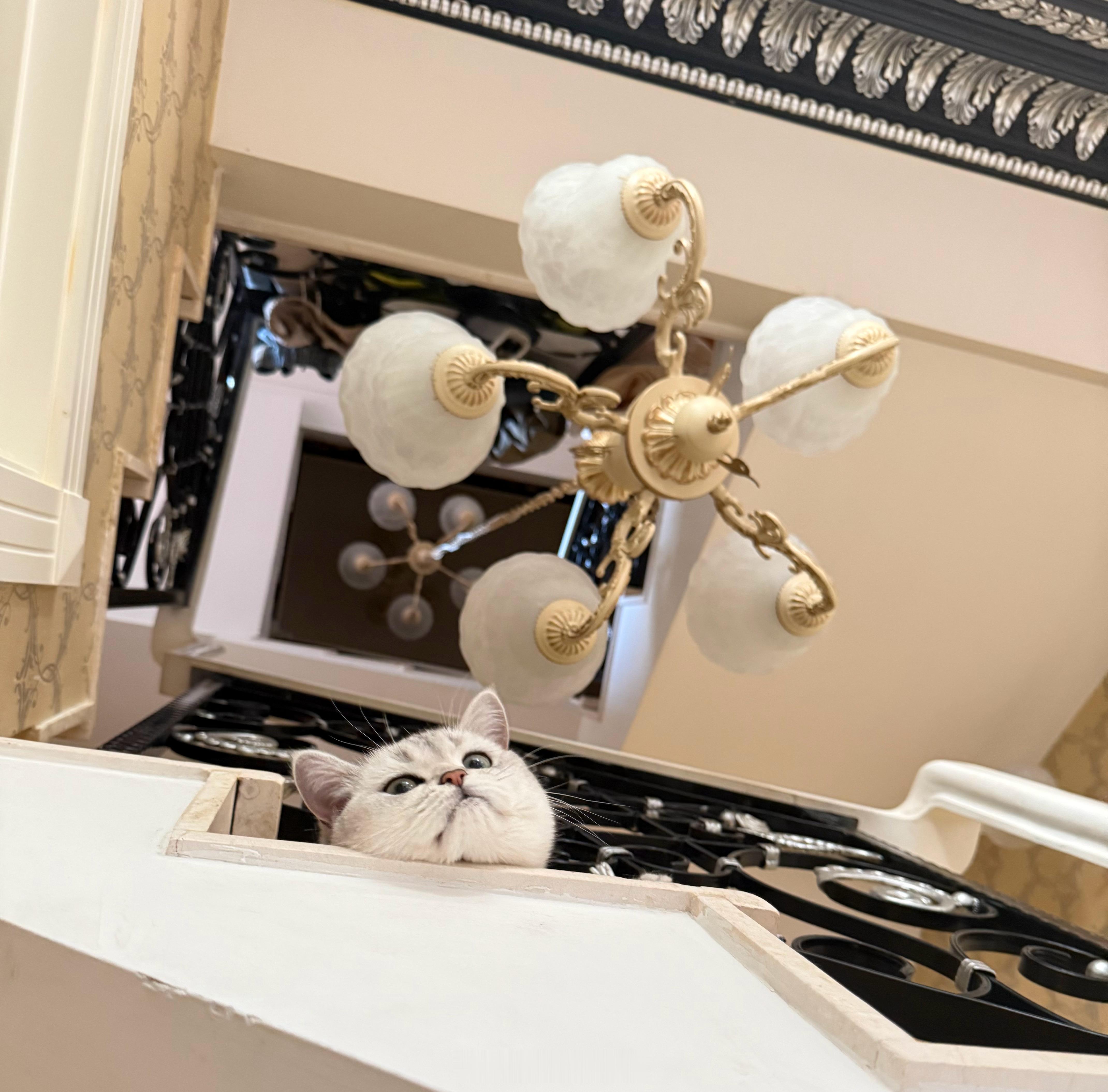 以前：猫而已，能有多可爱现在：真香现场，彻底被治愈颜值，真的不分物种。车也是，好