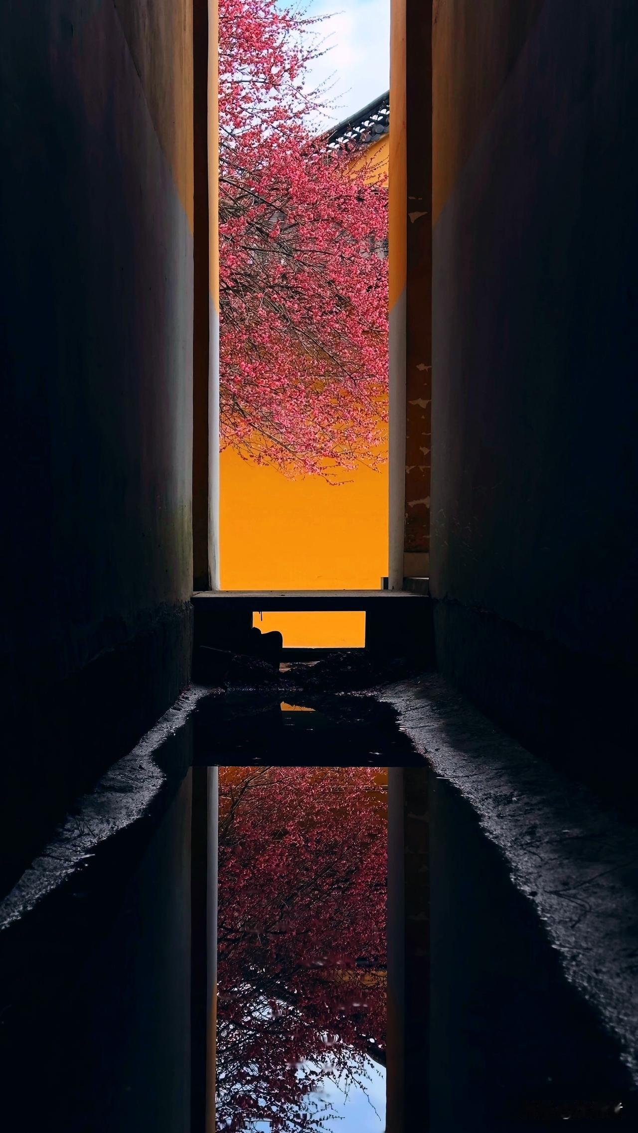 可我总也拍不好它。镜头一凑近，那份轻盈的、颤动的生气便消失了，只剩下呆板的形状与