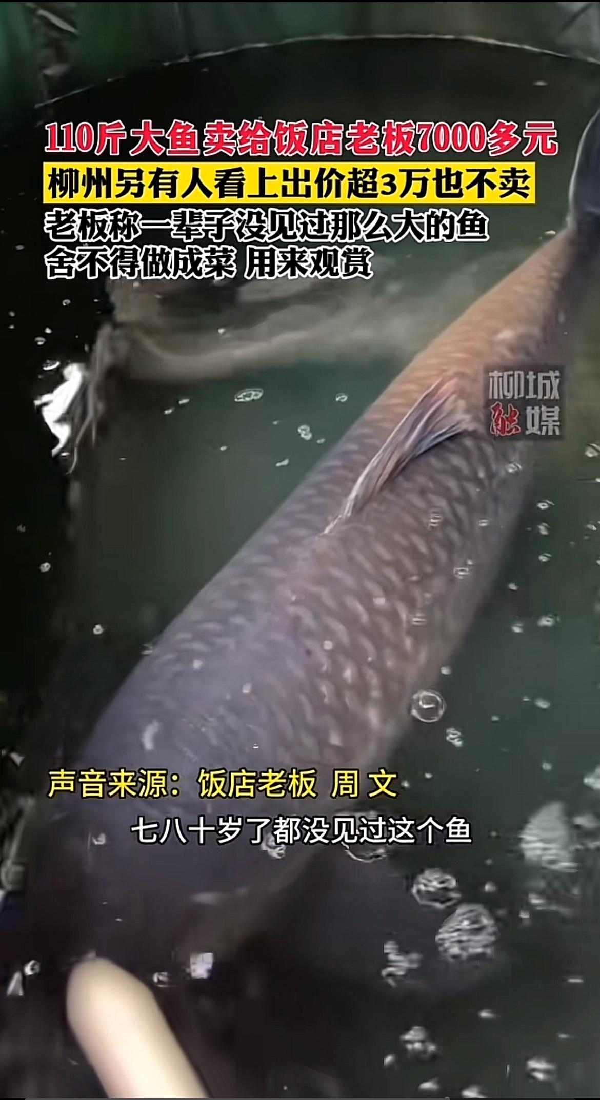 柳州有条110斤的大青鱼火了！据《柳城融媒》报道，这鱼被钓起后消息在钓鱼圈疯传，