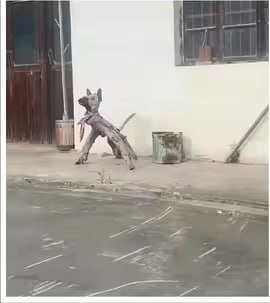 老家养的柴犬