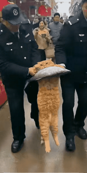 脸都不要了！广西北海地角海鲜市场，一个鱼贩摊位上常来一只猫偷鱼，老板前前后后赶过