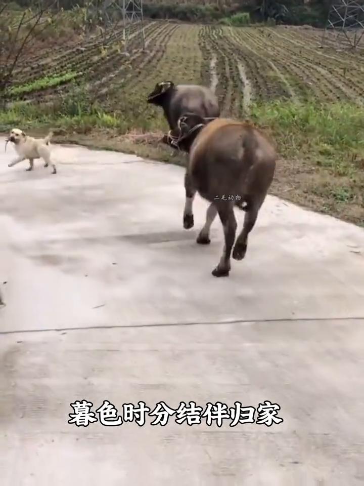 还记得这只每天主动放牛的狗狗吗？它叫大炮，常年生活在宁静乡下，和一头老牛结下了旁