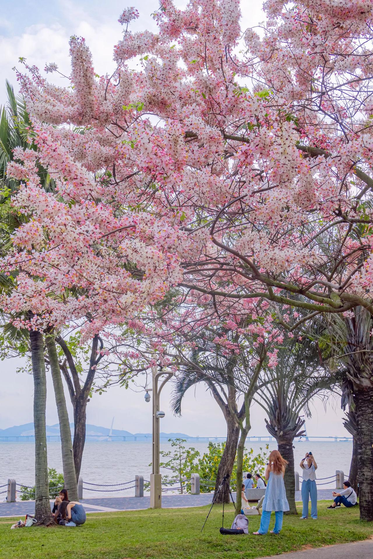 【地铁直达！深圳海边樱花盛开了！】深圳湾海边的泰国樱花🌸盛开啦！深圳湾几棵花