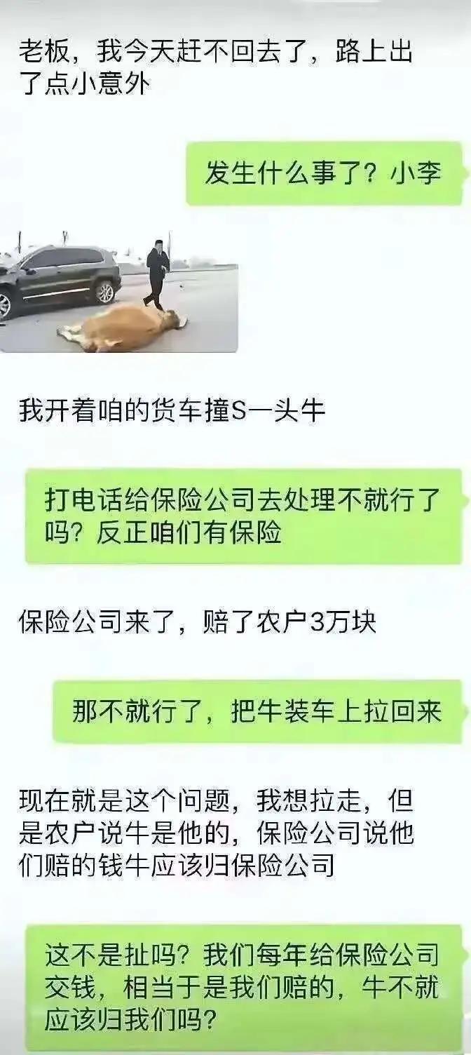 开车撞死牛，保险公司赔了钱，牛应该归谁？网友吵翻了！开车撞死牛，保险赔了钱，