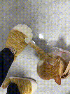 🐱“我妈把我穿脚上了？！”主人买了一双橘猫同款毛拖鞋，刚穿上，家里的小橘就