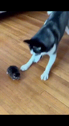 二哈挑衅小猫被猫妈抓包，这下彻底栽了！谁家的二哈这么欠揍！爪子一下下晃悠着