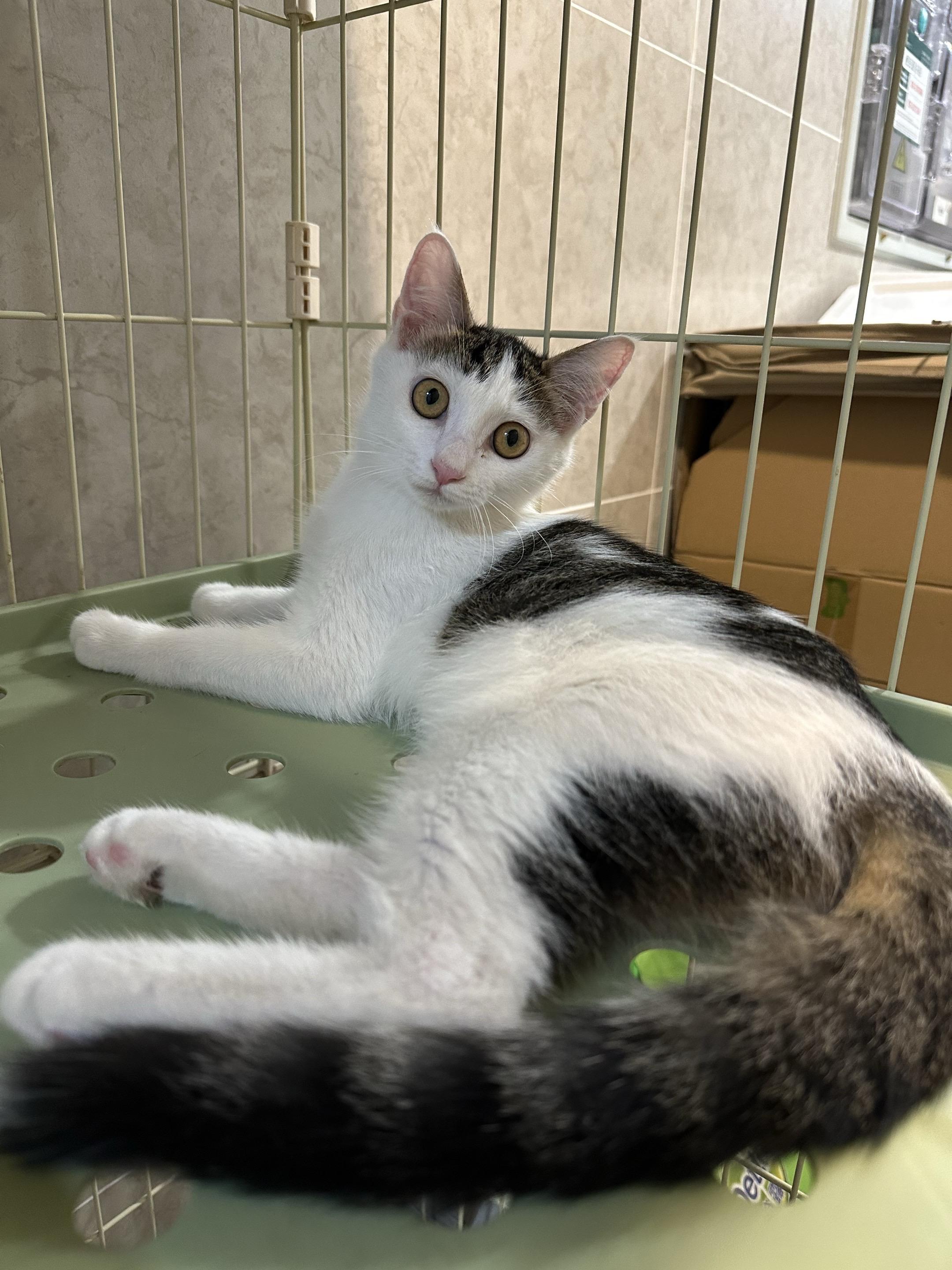 时隔这么久终于抓住了独眼猫妈妈和她宝宝。猫妈妈送去做了绝育。所以！！！...