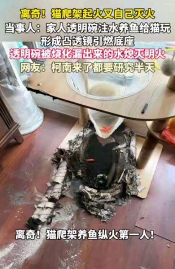 5月18日报道，哈尔滨一男子家的猫爬架上，老人为逗猫在透明太空舱里注水养鱼，当天