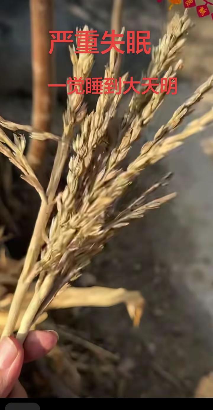 如果你严重失眠，睡不着，刷到了我，就能一觉睡到天亮。