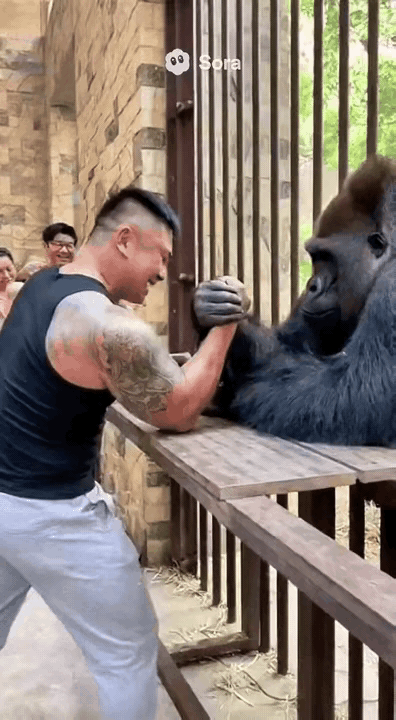 这男生和大猩猩掰手腕，感觉大猩猩很轻松的样子[呲牙笑][呲牙笑][呲牙笑][呲牙笑][