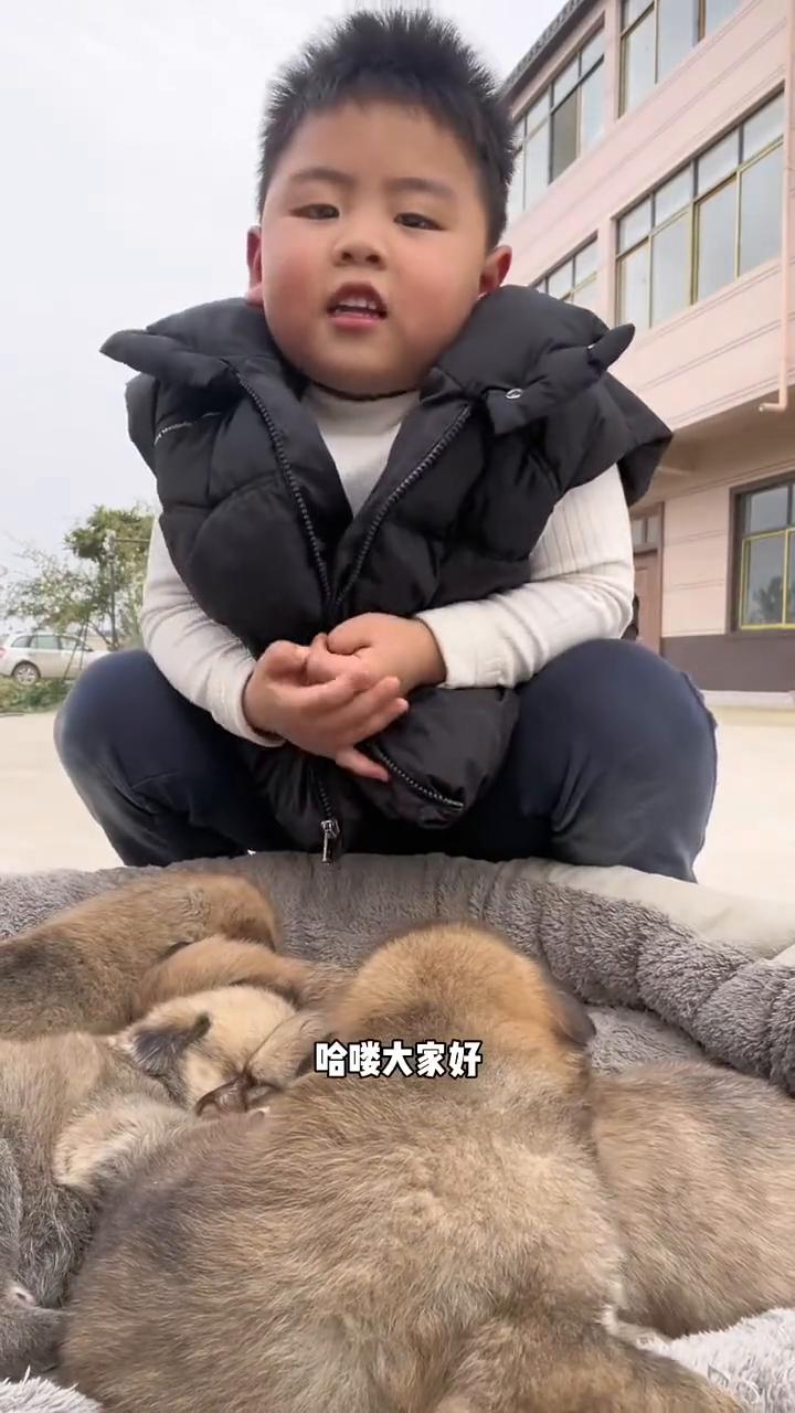 哈喽大家好，我给你们介绍一下我家的小狗狗。·这是大炮，它的毛是灰色的。·这是