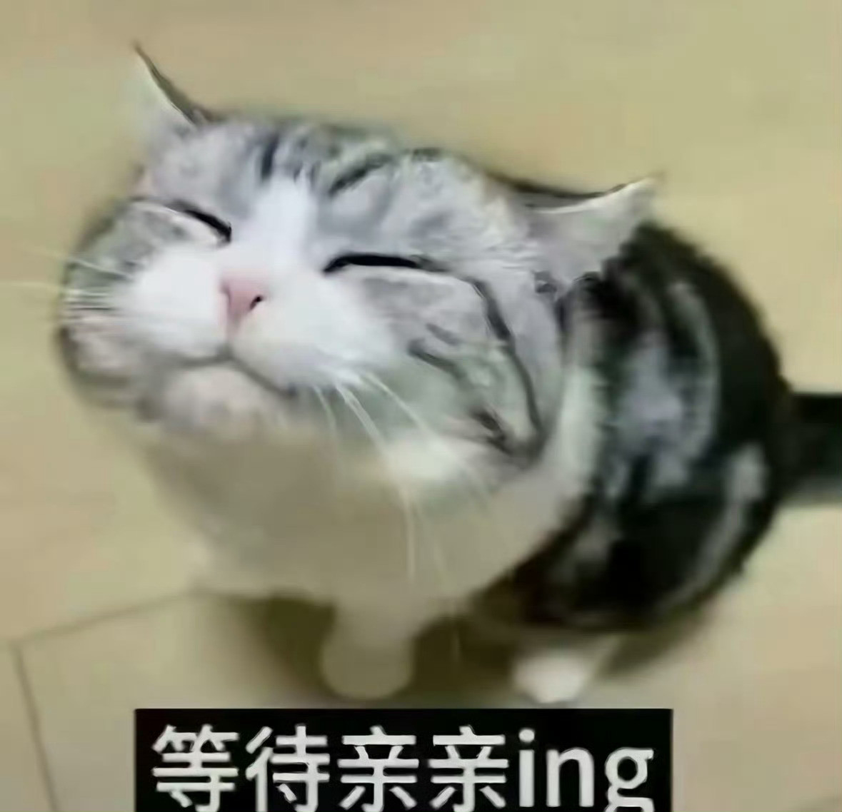好像这只小猫咪呀，好可爱😖杨幂​​​