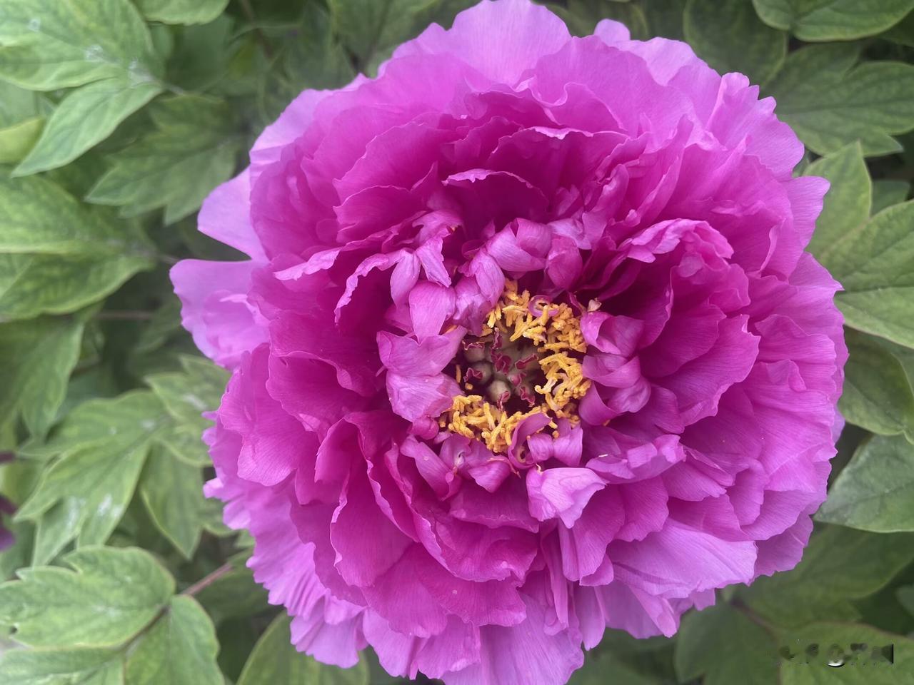 【七律•桃花谢后牡丹香】桃花谢后牡丹香，欲借东风春色扬。不与芙蕖争素净，独同