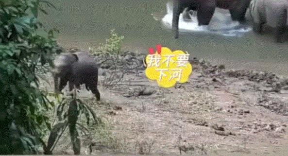 笑不活。大象妈妈带着小象下水玩耍时，其他小象都下了水，唯独一只调皮小象死活不肯下
