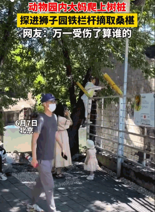 胆子太大了！北京动物园，一位大妈竟爬上狮子园围栏，在猛兽头顶玩“极限采摘”桑葚！