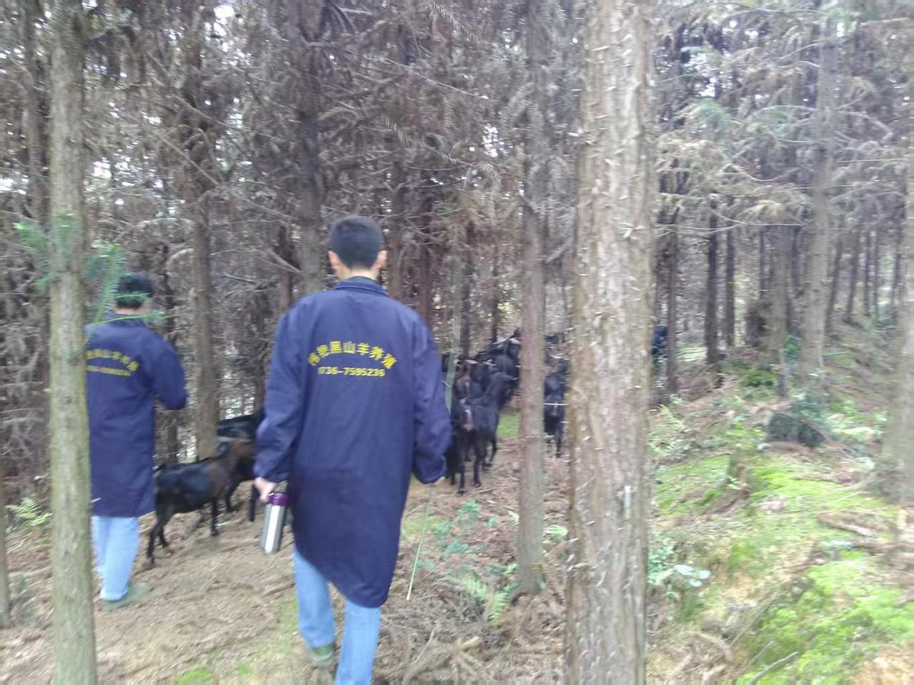 立秋养黑山羊，抓住4个黄金秘诀，秋冬长肉少生病立秋一过，天气就像“变脸”，白天