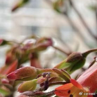 宫灯长寿种植教程1.栽培方式：泥炭+珍珠岩+少量腐叶土，疏松透气微干土；肉质茎