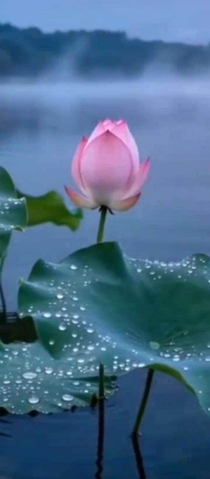 爱在江南，从一柄木江滑动的水声里，你就听见了江南。青石板上的脚步弹响岁月的琴，油