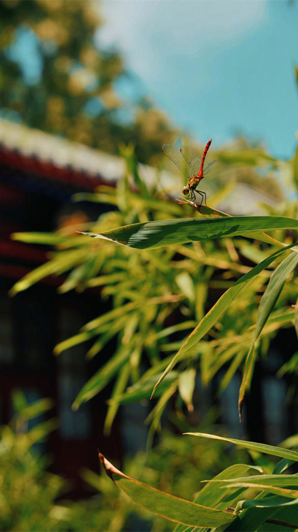 做一个有自控力的人，做一个寡言，却心有一片海的人，一个人的自愈的能力越强，才