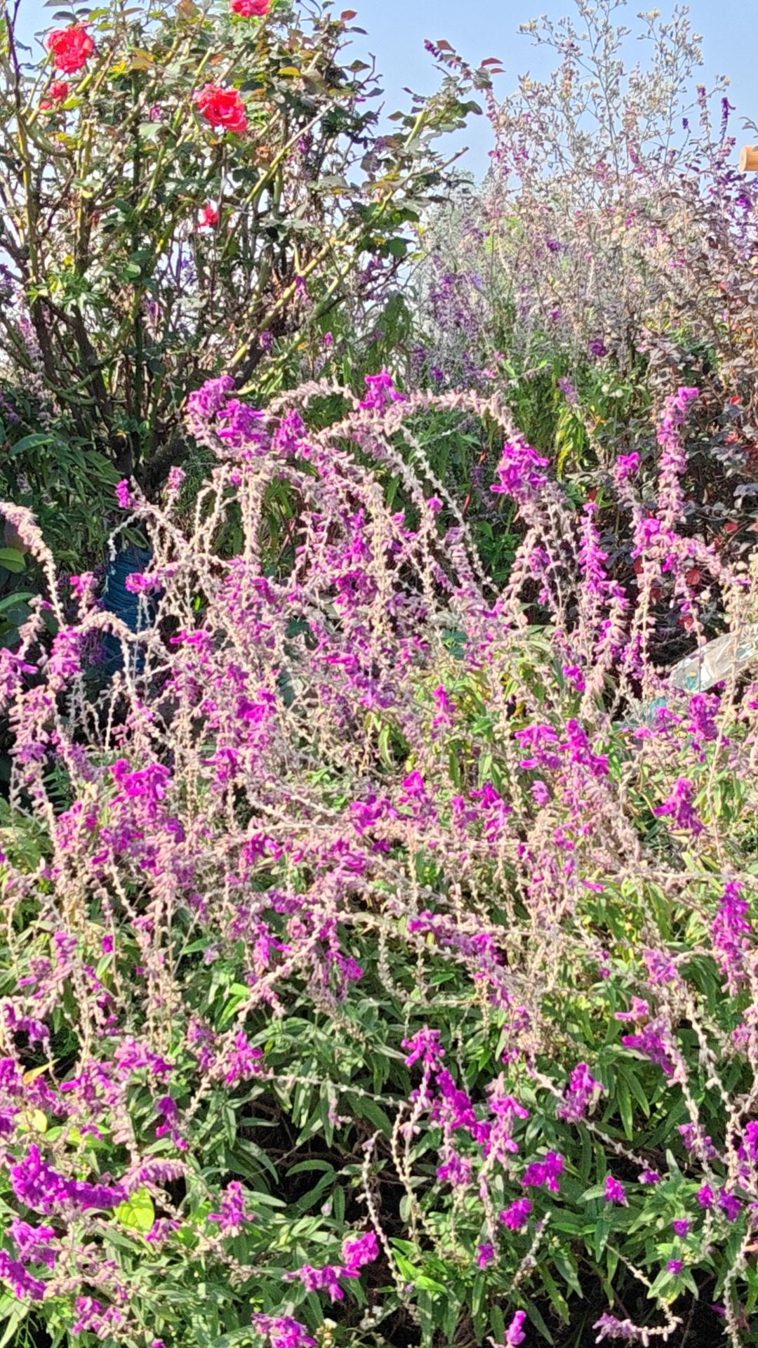 前几年我参加亲戚的婚礼，自己化了妆，觉得挺美，就拍了张照片，办山姆会员卡时就用到