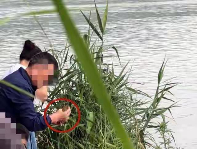 5月25日报道，在成都云龙湾，胡女士目睹十来个人正将红条纹明显的巴西龟成箱倒入锦