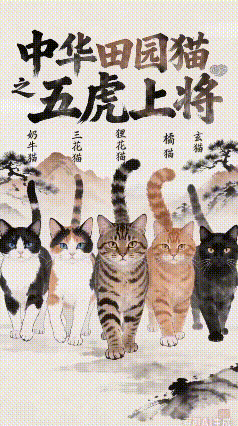 现在向我们走来的是，中华田园猫，五虎上将！奶牛，三花，狸花，大橘，黑玄！