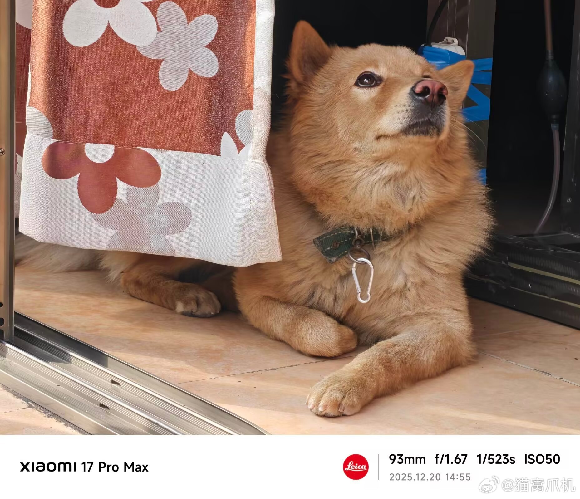 我也想带我家狗子体验一下澎程