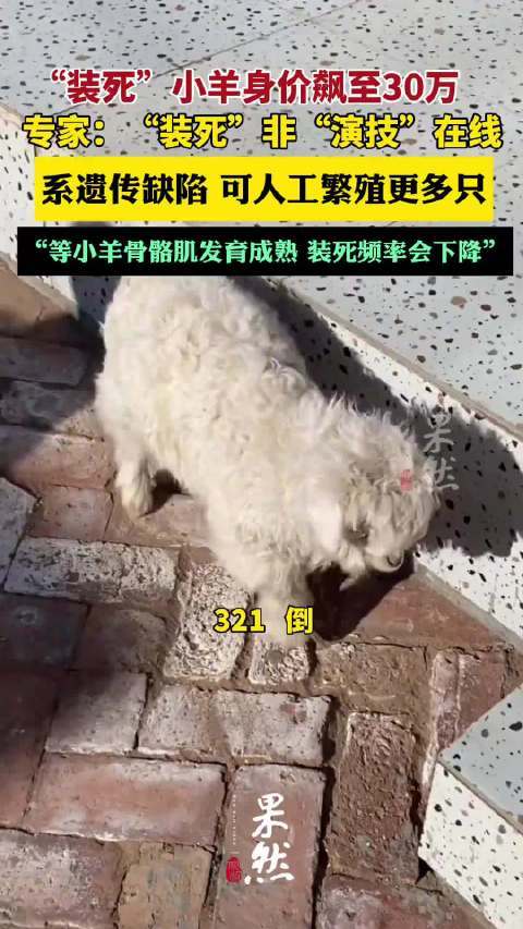 装死小羊身价30万主人仍不卖小羊看似“演技高超”的行为，其实并非故意为之，而是