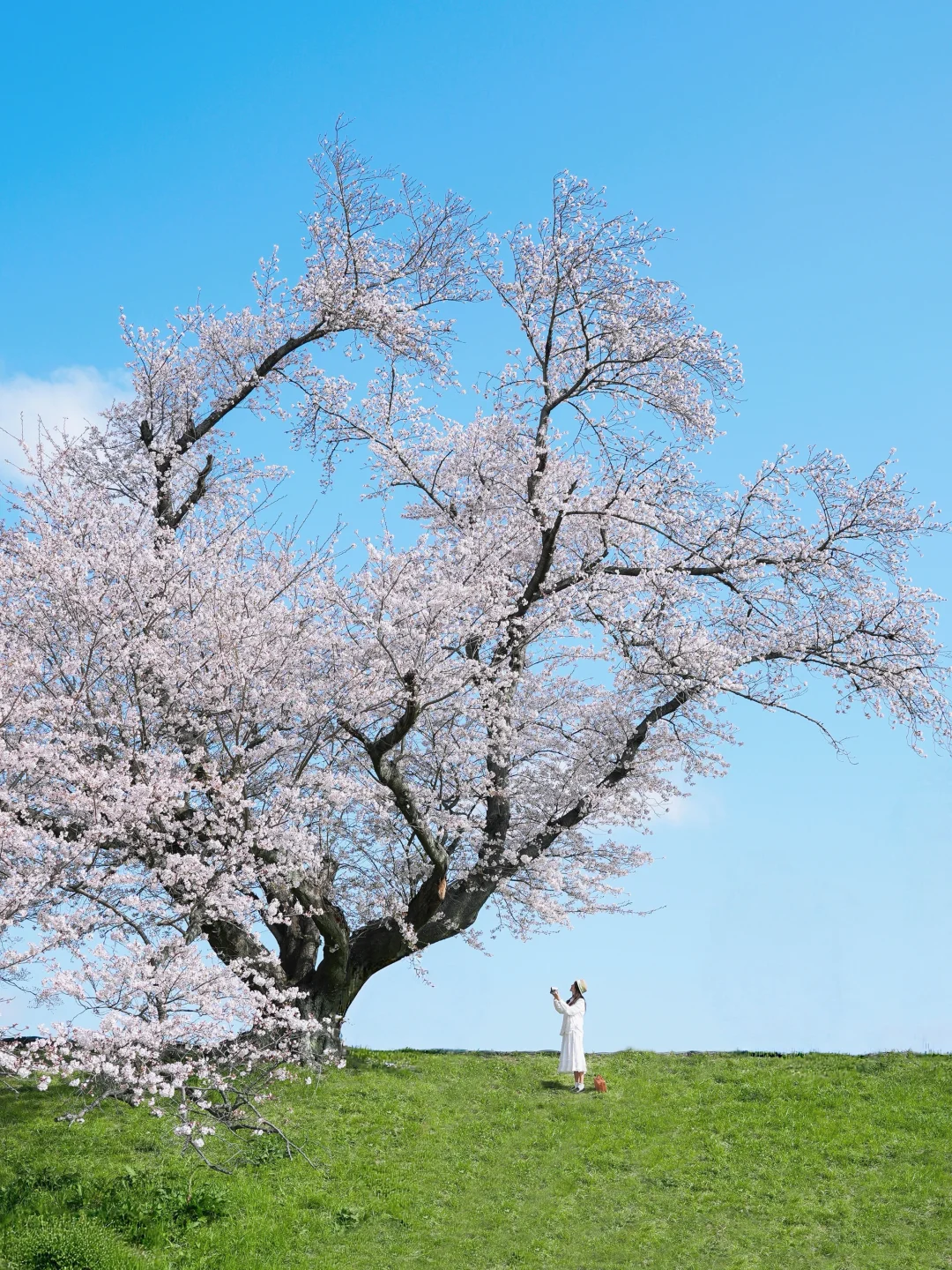 《国家地理》没有骗我，背割提的春天美疯了🌸