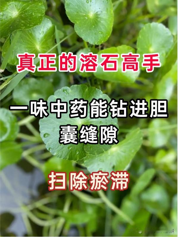真正的溶石“高手”！胆结石胀痛管用！一味中药能钻进胆囊缝隙扫除瘀滞，胆结石