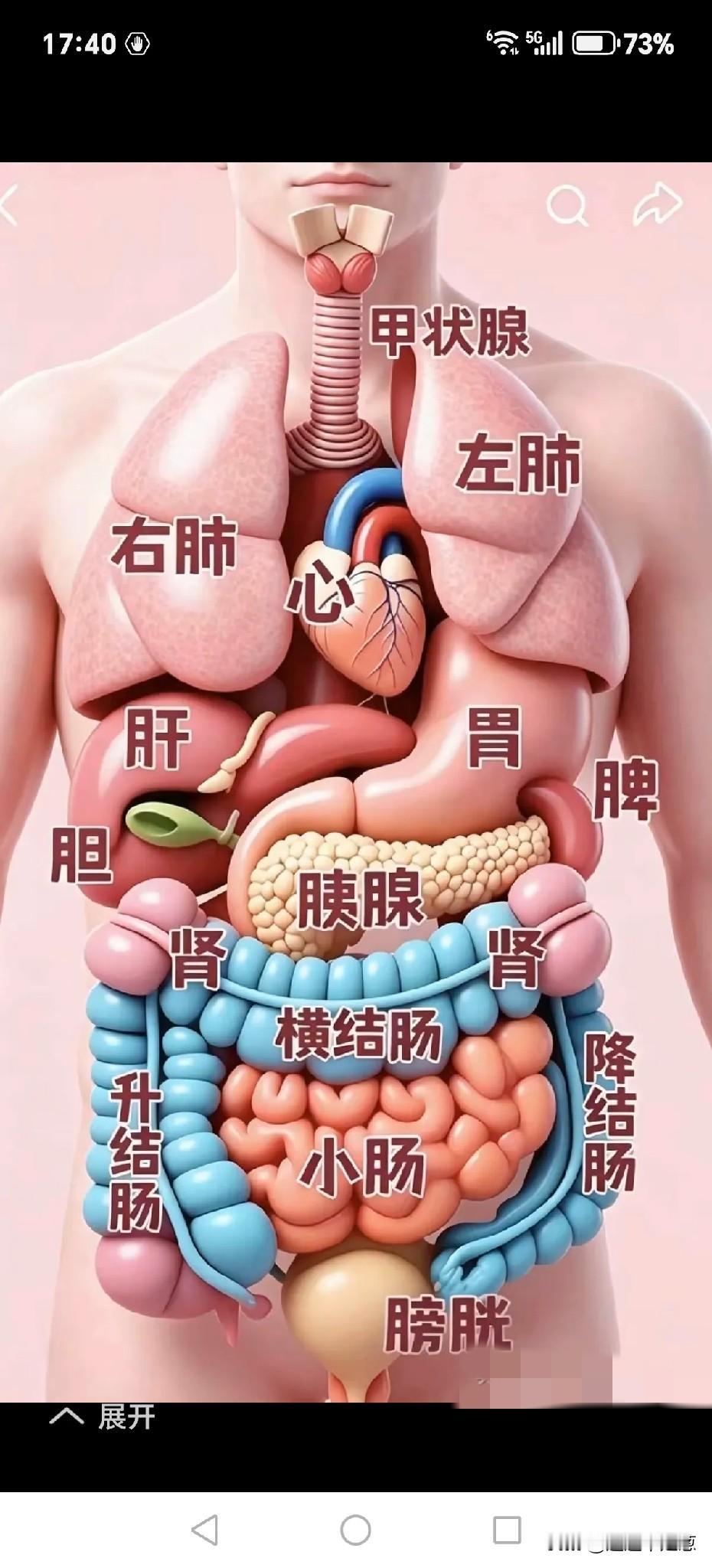 就是我们人体器官的平面图！这个图是让大家能够更好的看到我们的器官所在的位置，好好