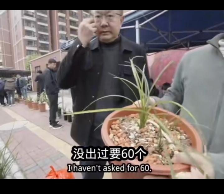 图片中的一盆兰花老板要60万！我不太懂兰花，但家里养了十几盆！现在有人会花60万