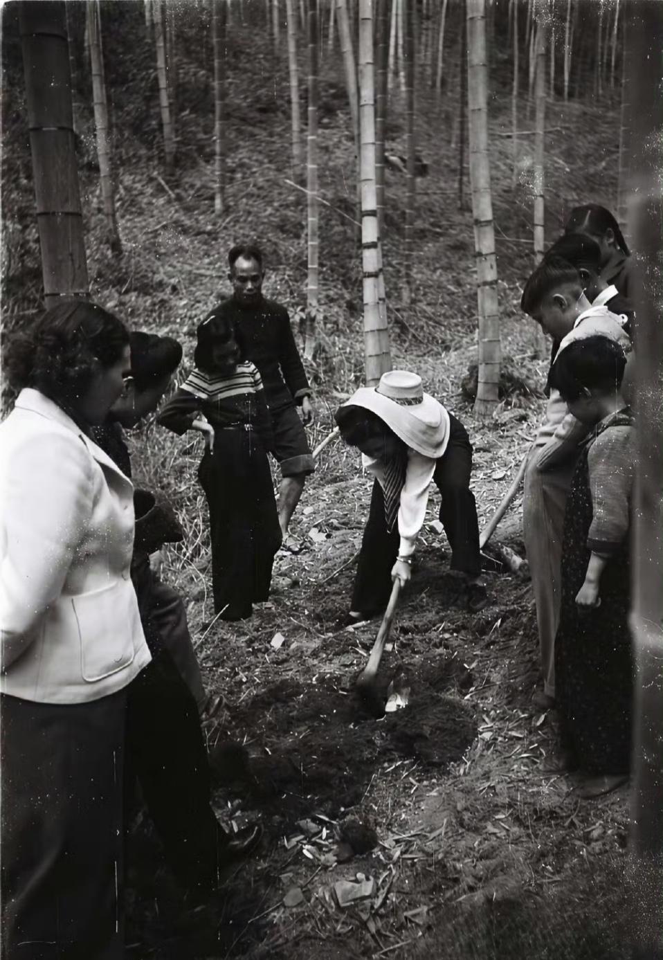 照片拍摄于1947年清明期间，宋美龄一行人在浙江奉化溪口镇的毛竹林里挖竹笋。19
