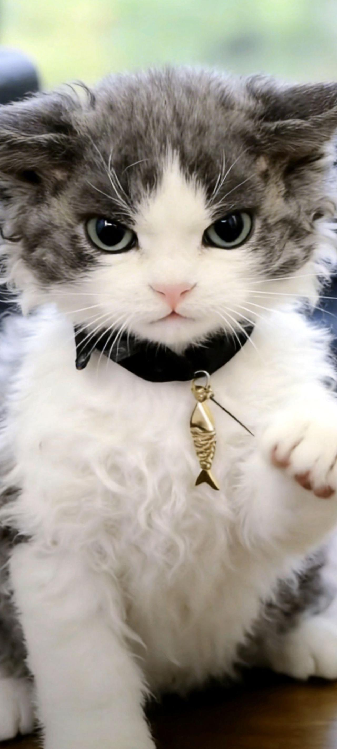 AI猫咪交钱怒态随变ai随便玩