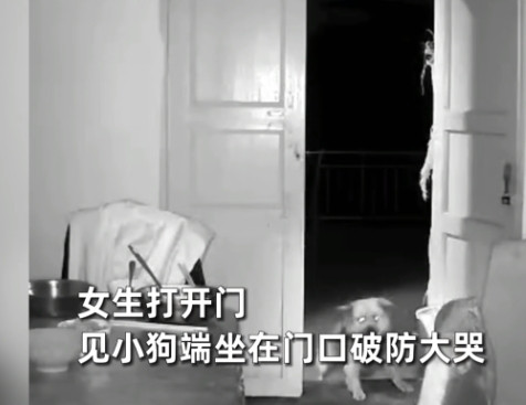 “万物皆有灵，情深不言语。”