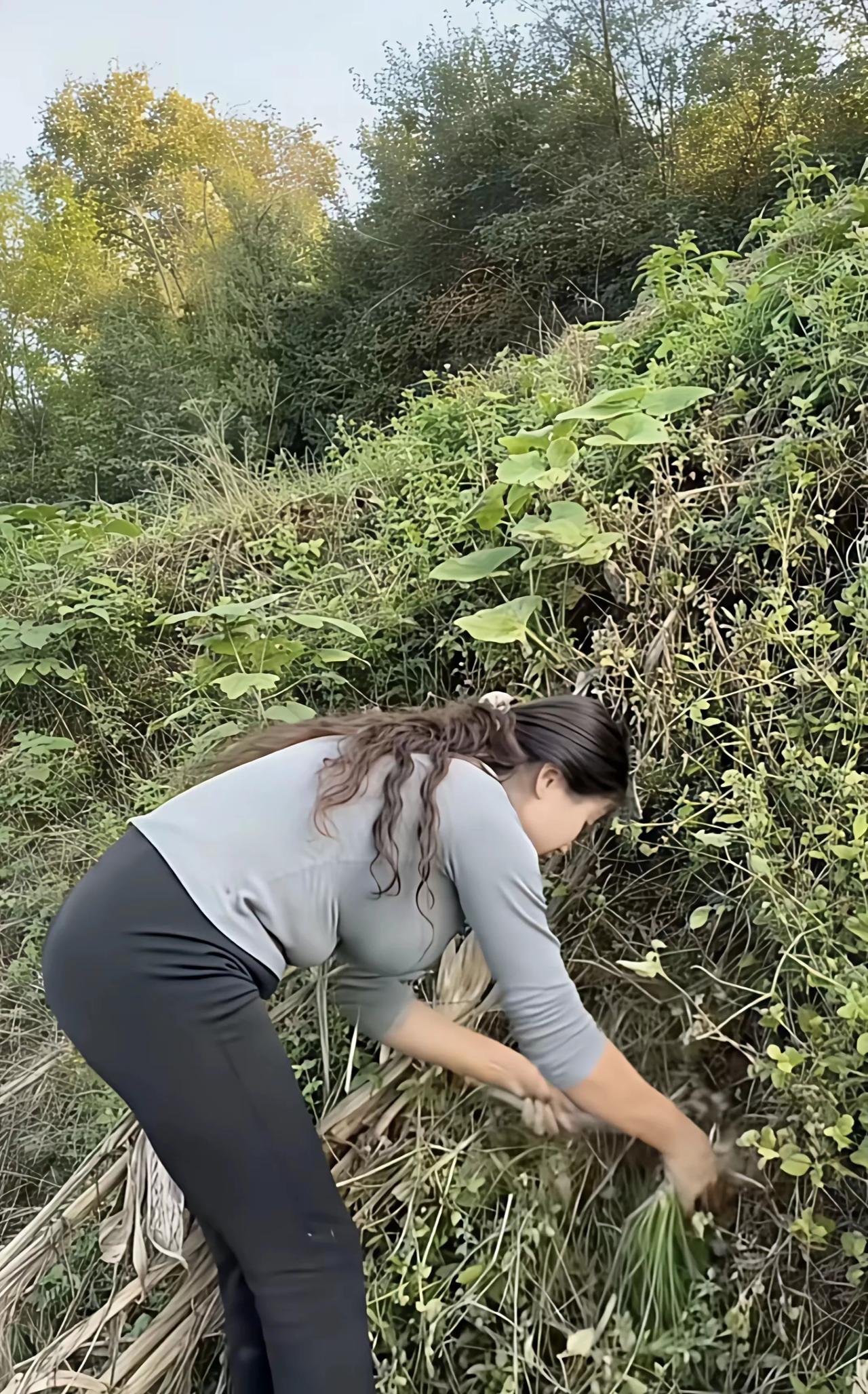 杂草丛生的能挖到野菜吗