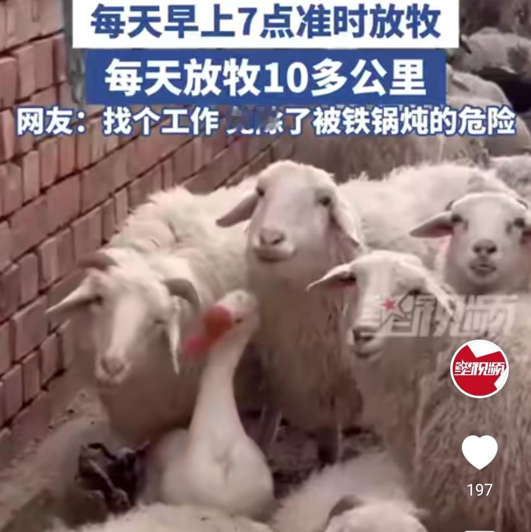 离谱！内蒙古“鹅司令”走红每天7点上岗管100多只羊最近内蒙古一只“成精”的