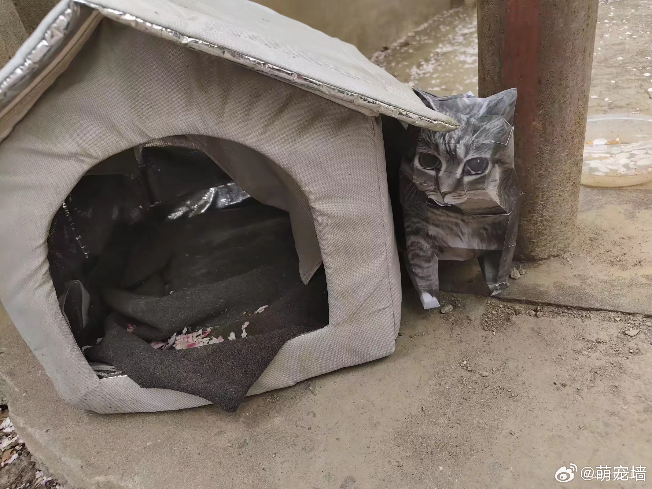 清明节有人给学校的猫扎了个纸室友，脸有点瘪，疑似被原屋主揍了。